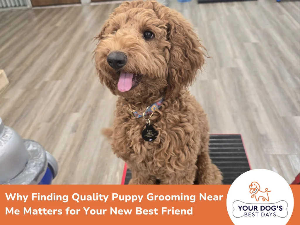 puppy grooming near me