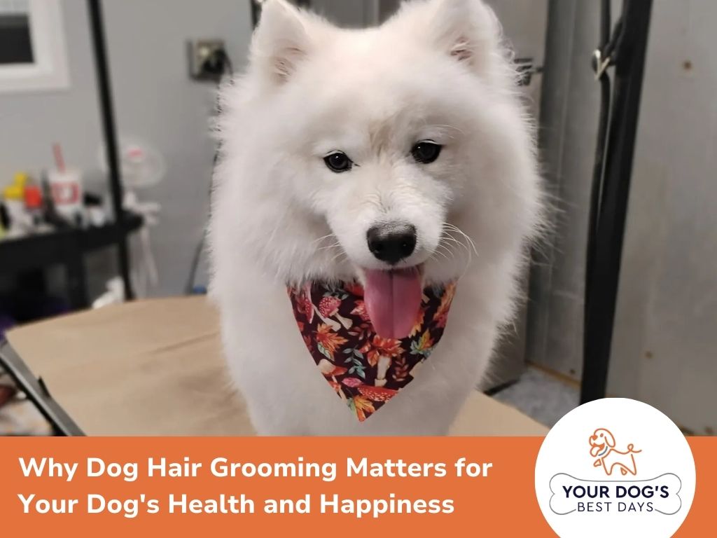 Importance of dog grooming for maintaining health and happiness in pets, highlighting benefits of regular hair care.