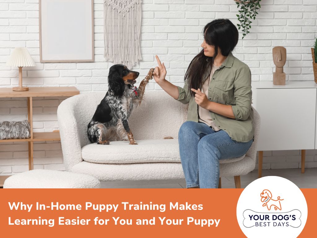 In-home puppy training simplifies learning and enhances your puppy's quality of life through personalized guidance and support.