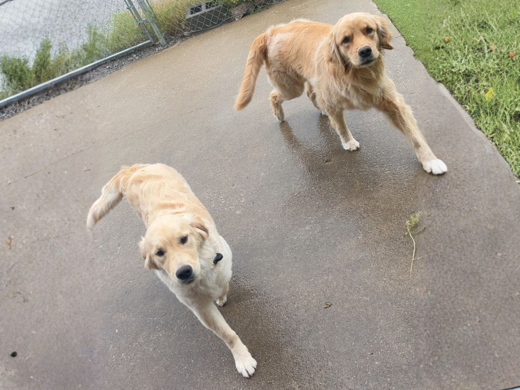 Two playful golden retrievers walking and interacting on a wet concrete patio near a chain-link fence.