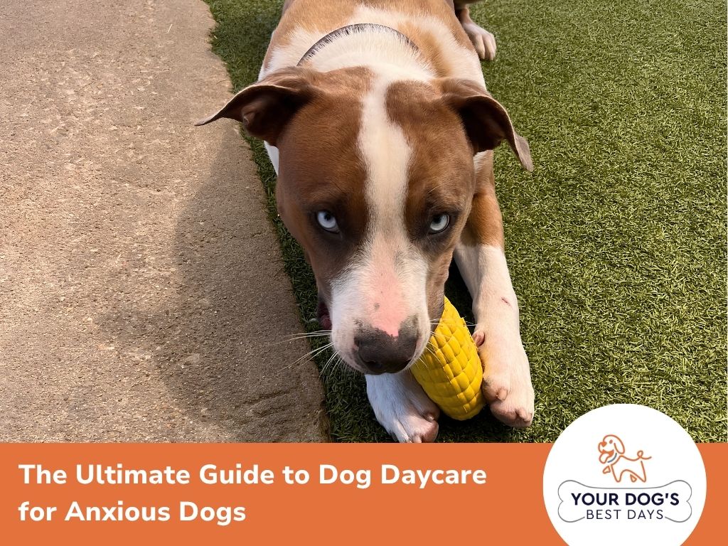 calm dog daycare routine1