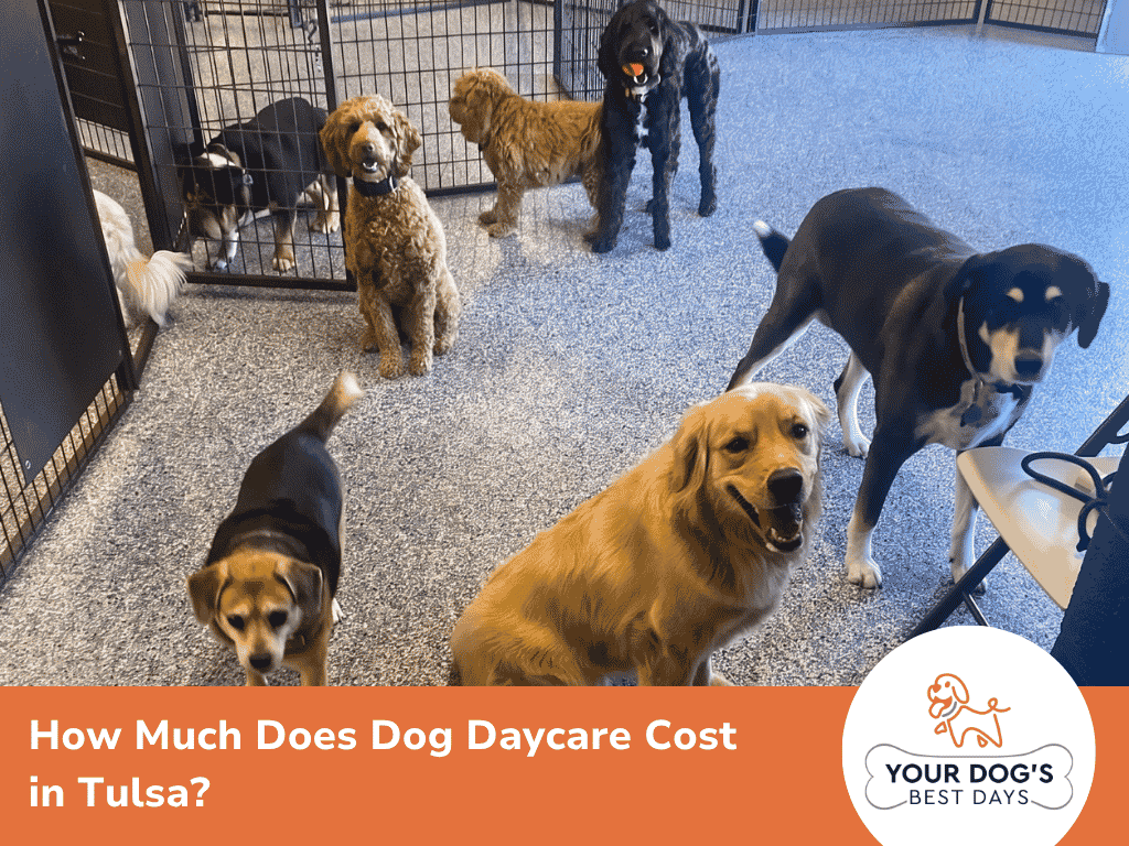 dog daycare cost image 1