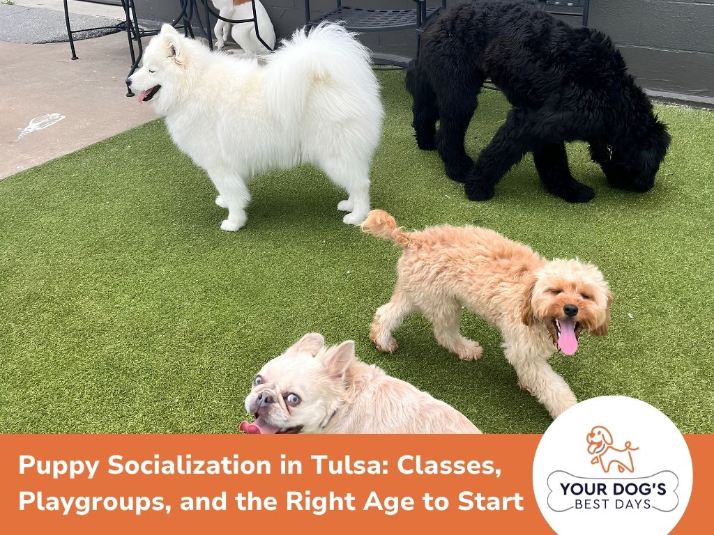 dog socialization classes image