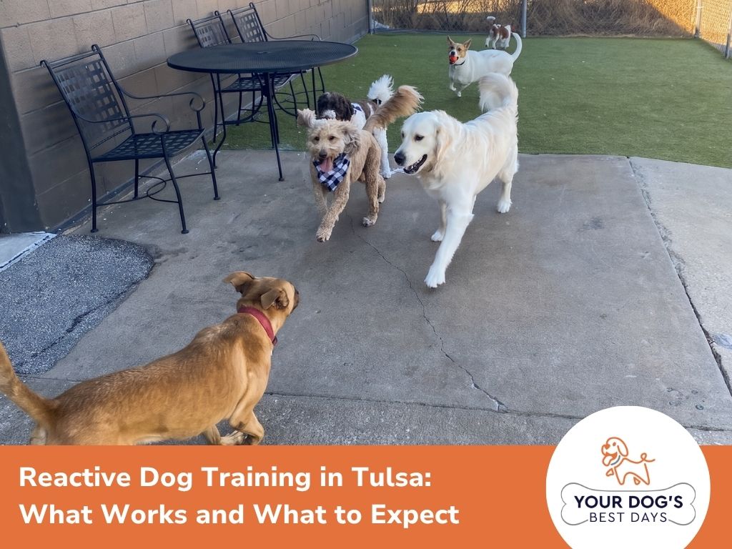 reactive dog training image