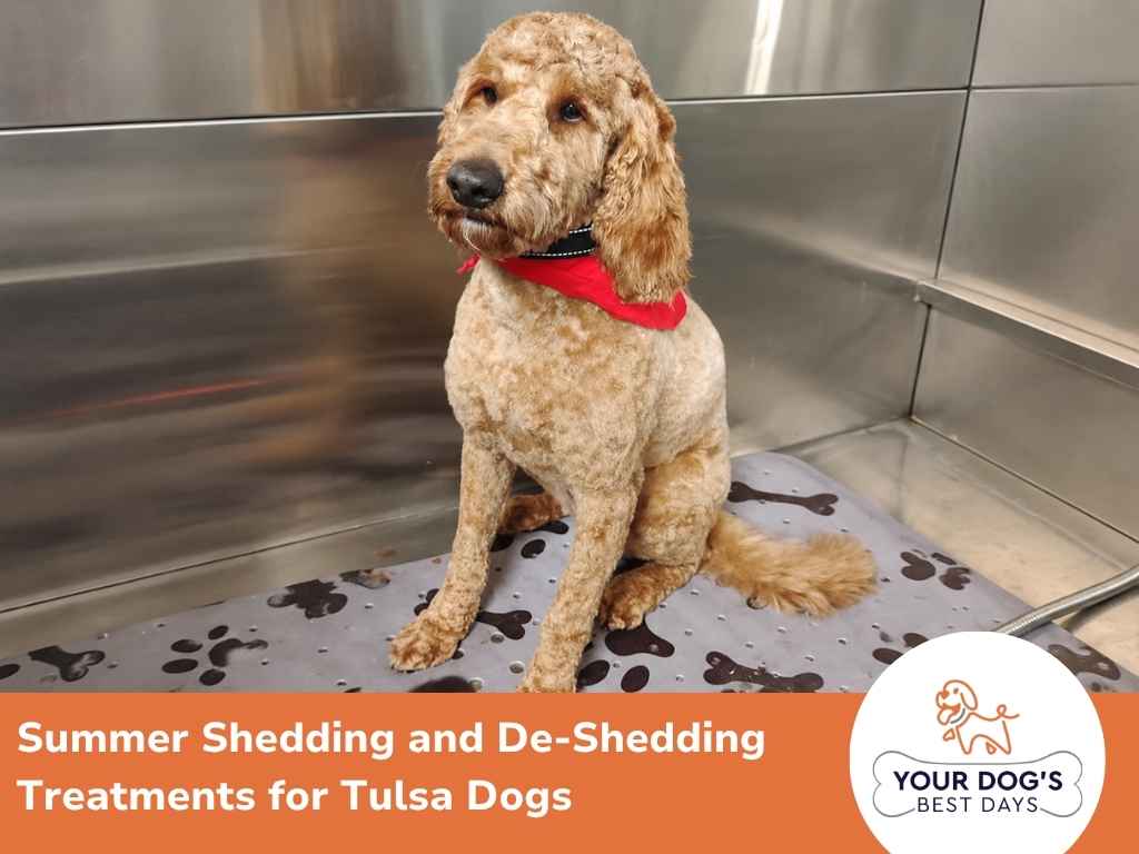 dog deshedding treatment 1