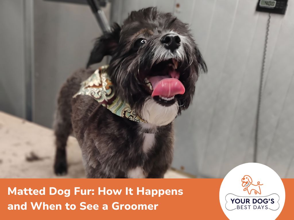 A dog with a bandana, accompanied by text discussing matted fur and the need for professional grooming.